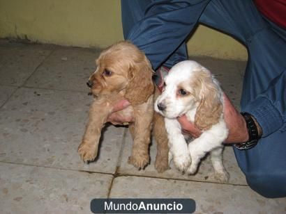 LINDOS CACHORROS DE COCKER INGLES PRECIOSOS 200E