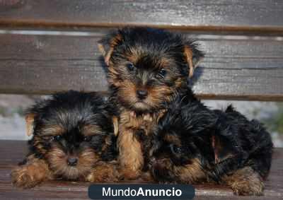 Regalo,Australian terrrier cachoros - Madrid