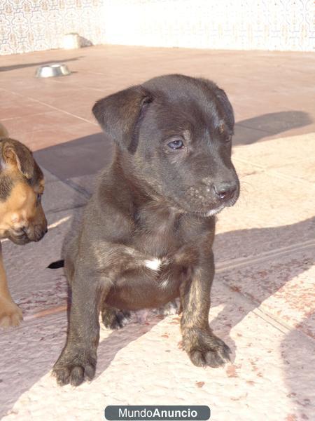 REGALO Pitbull terrier con Pastor Aleman