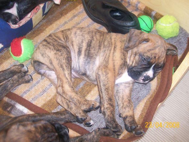 VENDO PERRITAS BOXER PRECIOSAS POS UN BUEN PRECIO