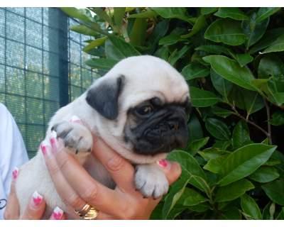 Pug cachorros con pedigrí italiano