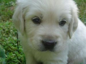 100 euros golden retriever macho cachorro listo.