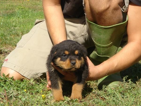 CACHORROS DE ROTTWEILLER 500