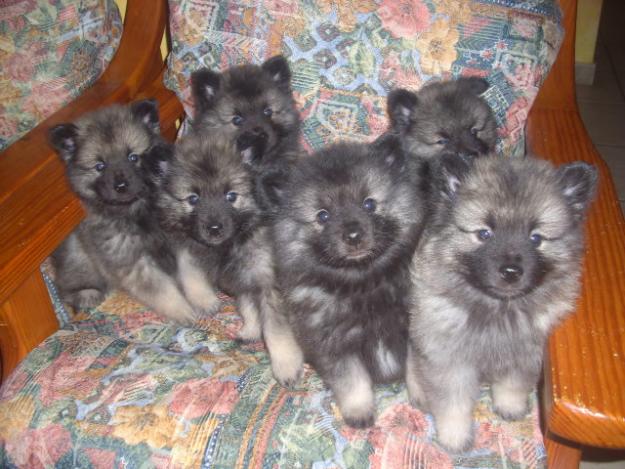 camada de keeshond,spitz aleman,wolfspitz