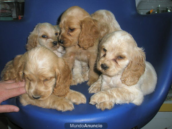 COCKER DORADOS PRECIOSOS CACHORROS 200E