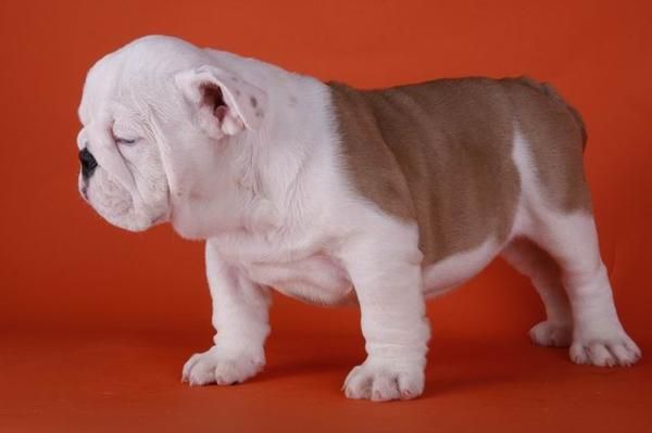 excelentes cachorros de Bulldog Inglés