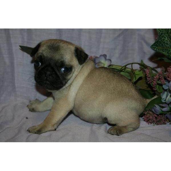 Hembras carline(pug) de color negro