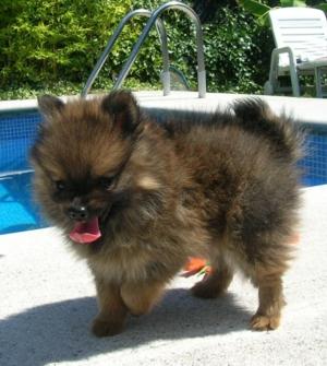 Pomerania macho.