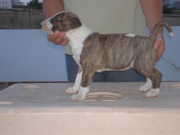 CACHORROS BULLTERRIER