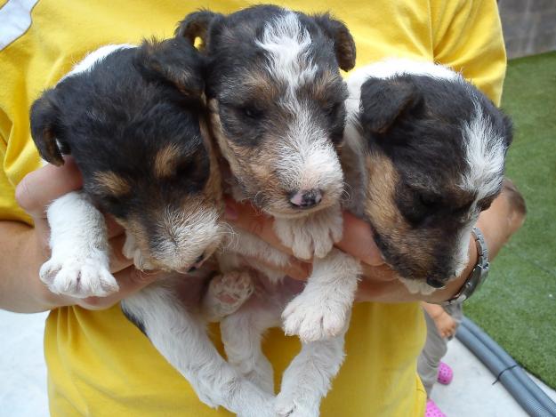 Cachorros fox terrier de pelo duro