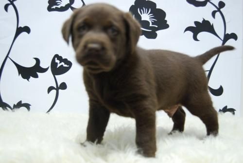 camada de labrador, cachorros en color canela y en chocolate