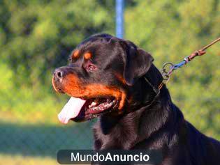 NUEVOS CACHORROS PARA ENTREGAR