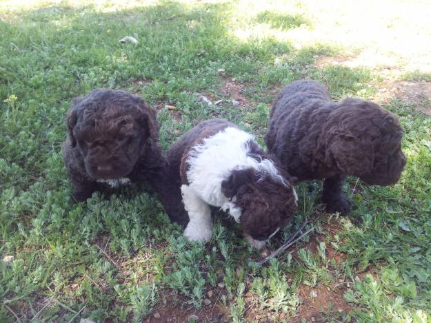 perros de agua de diferentes colores machos y hembras