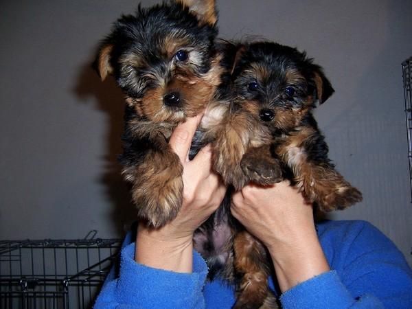 preciosos yorkshire terrier por 300E