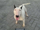 REGALO HEMBRA DE BULL TERRIER - mejor precio | unprecio.es