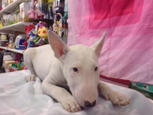 Bull Terrier, perros, cachorros, criadero, venta.  cachorros perros excepcionales, camada con diferentes colores, los  c