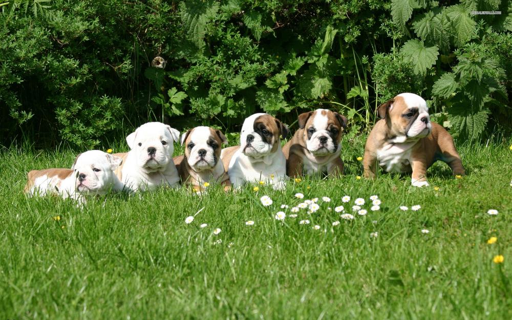 Cachorros de bulldog ingles disponibles,muy buena calidad