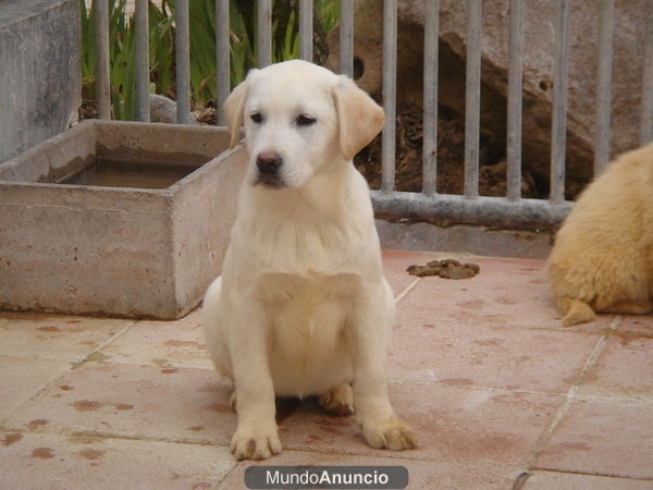 CACHORROS DE LABRADOR 500