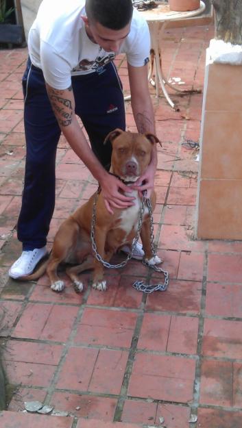 Camada pitbull