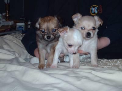 Chihuahua cachorros para un nuevo hogar.