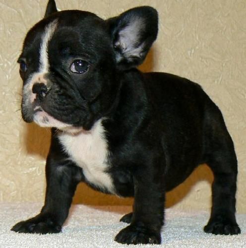 Excelentes, Bulldog Frances, magnifico pedigri, 130 euros.