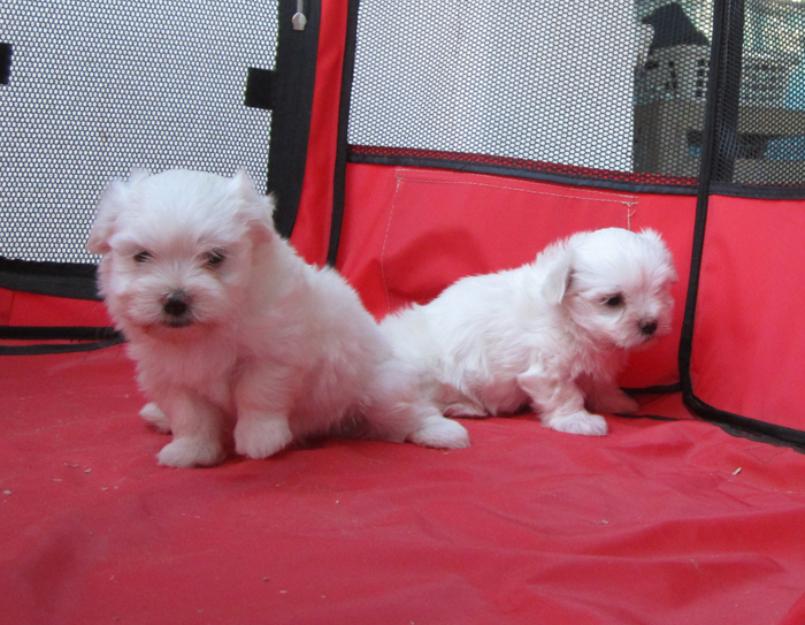 Malteses cachorros miniatura con pedigri. Una pasada.