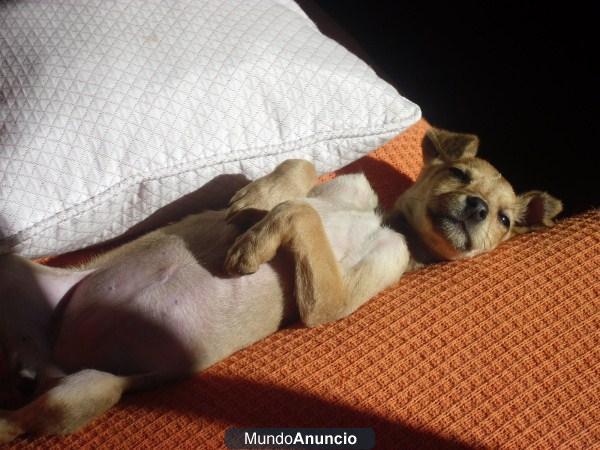 cachorrita tamaño pequeño en adopción