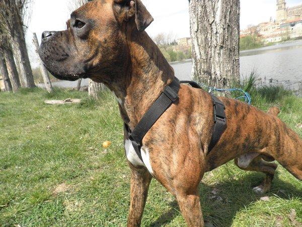 Boxer puro atigrado busca novia