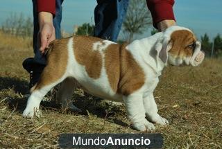 BULLDOG INGLESES PRECIOSA CAMADA CON 2 MESES CALIDAD Y COMPROMISO !!!