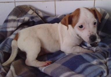 cachorros de jack russell