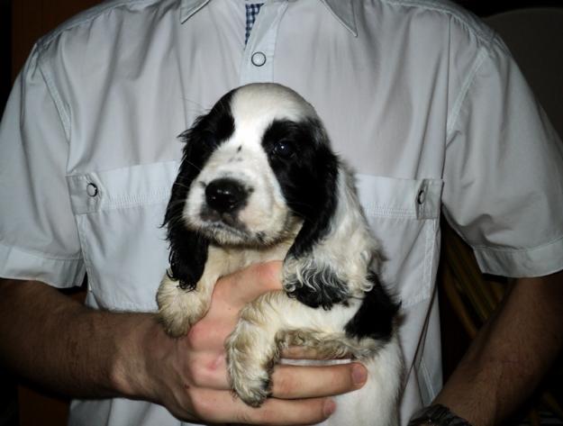 Cocker spaniel...cachorro