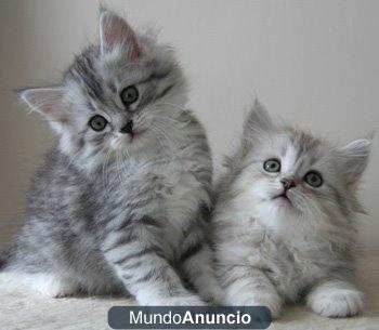 Dos gatitos de siberia a la venta