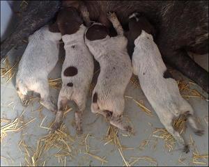 Imponentes cachorros de Braco Aleman.