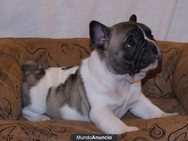 Para tu hogar Cachorros de bulldog frances fotos reales y actuales