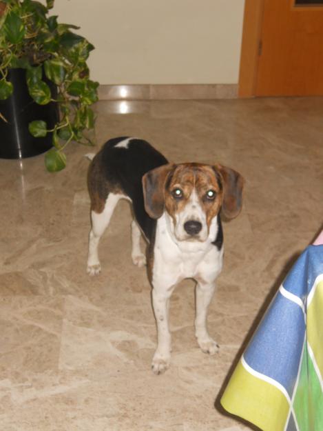 regalo cachorro beagle 16 meses