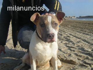 venta camada pitbull red nose