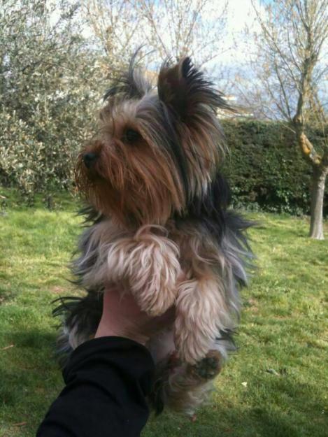 Yorkshire terrier