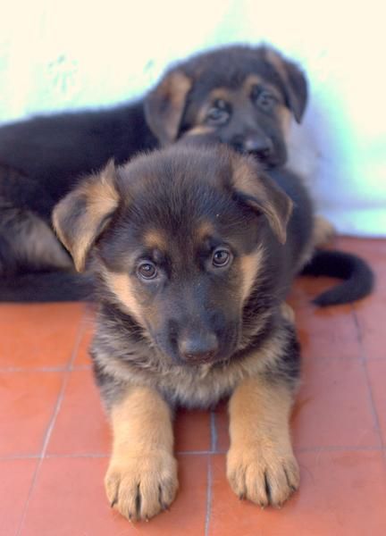 ´CACHORROS PASTOR ALEMAN