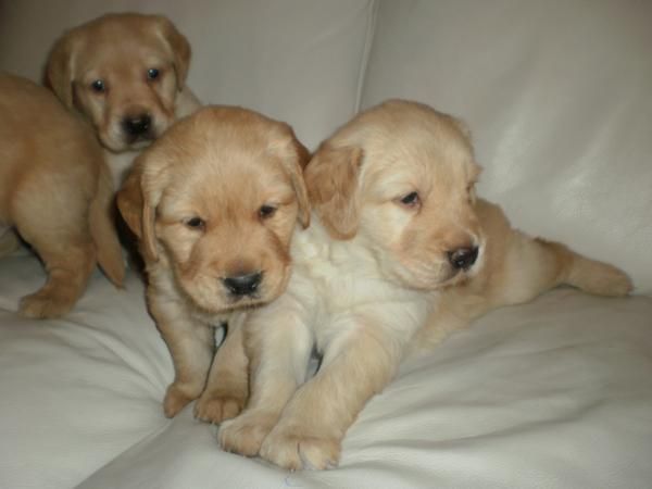 300  CACHORROS RETRIEVER GOLDEN Y LABRADOR