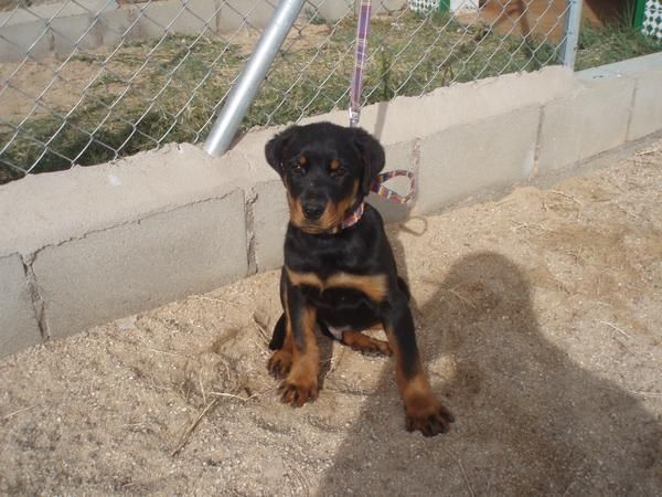 cachorro de ROTTWEILER con PEDIGREE 390