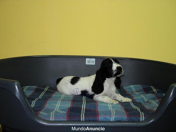 Cachorros Cocker spaniel ingles - vendo