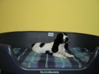 Cachorros Cocker spaniel ingles - vendo - mejor precio | unprecio.es