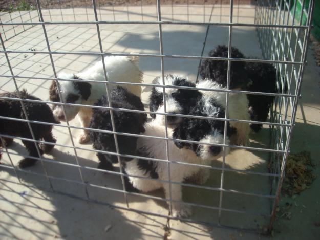 Cachorros de Perro de Agua Español