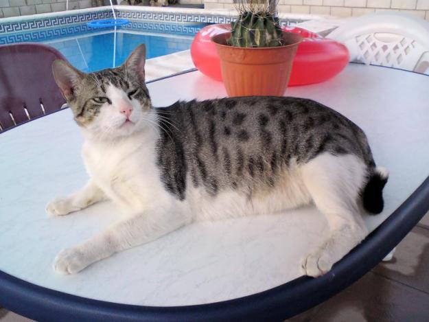 charly, gatito romano mediano en adopcion