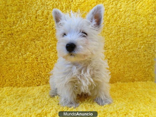 estupendos cachorros de westy