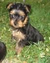 HERMOSOS CACHORRITOS YORKSHIRE TERRIER