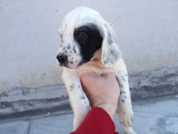 perros de caza (cachorros de setter ingles)