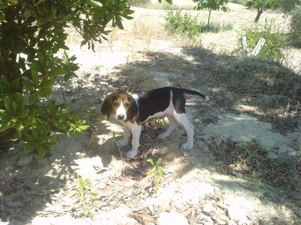 SE VENDE BEAGLE  TRICOLOR DE 3 MESES POR 210