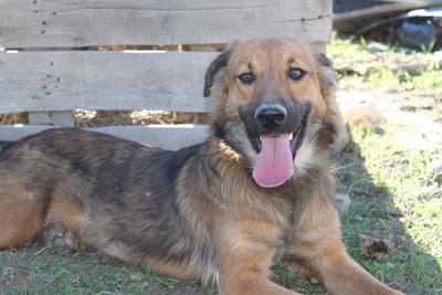 Senda cachorra cruce de pastor belga