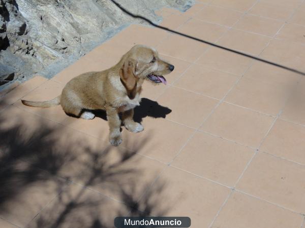 Basset leonado de bretaña